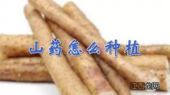 山药怎么种植方法