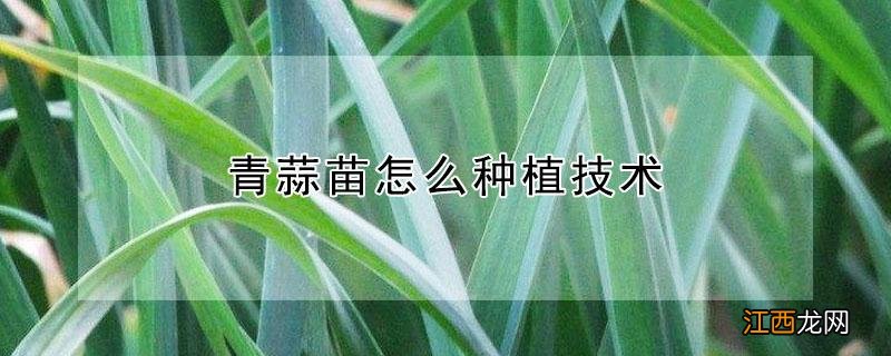 青蒜苗怎么种植技术