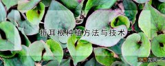 折耳根种植方法与技术