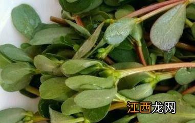 野菜马齿苋的功效与作用 野草马齿苋的功效与作用