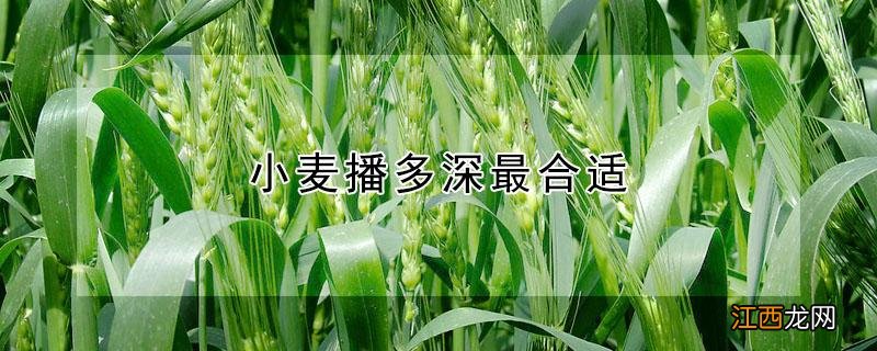 小麦播多深最合适