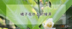 橘子花什么时候开