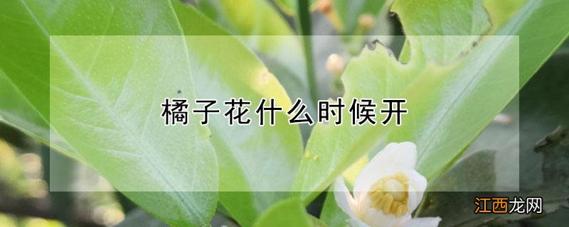 橘子花什么时候开