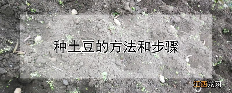 种土豆的方法和步骤