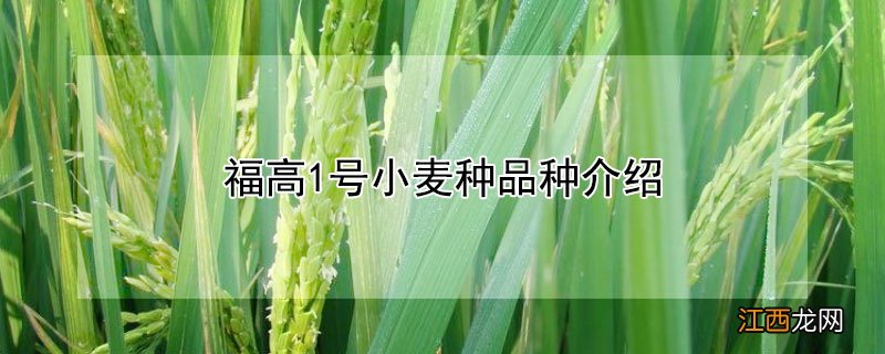 福高1号小麦种品种介绍