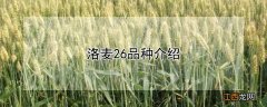 洛麦26品种介绍