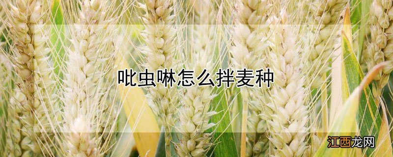 吡虫啉怎么拌麦种