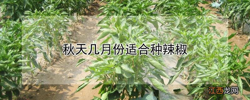 秋天几月份适合种辣椒