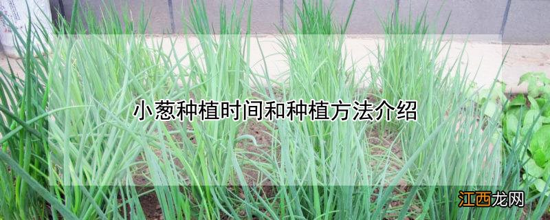 小葱种植时间和种植方法介绍