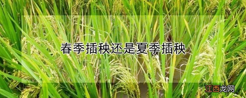 春季插秧还是夏季插秧