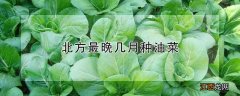 北方最晚几月种油菜