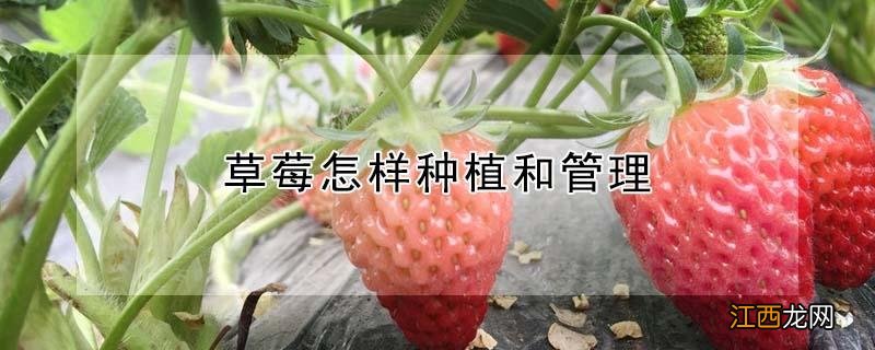 草莓怎样种植和管理