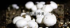 食用菌种类