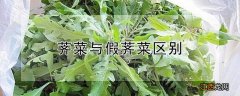 荠菜与假荠菜区别