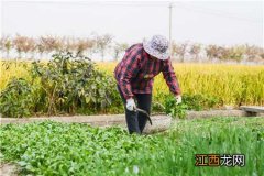 荠菜的功效与作用是什么 荠菜的功效与作用是什么意思