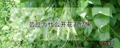 芸豆为什么开花不结果