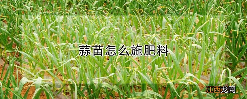 蒜苗怎么施肥料