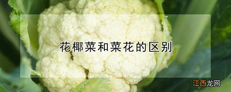 花椰菜和菜花的区别