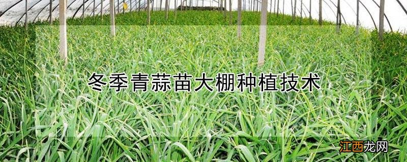 冬季青蒜苗大棚种植技术