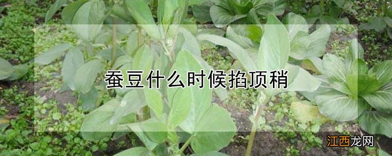 蚕豆什么时候掐顶稍