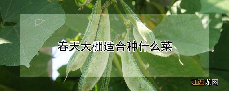 春天大棚适合种什么菜