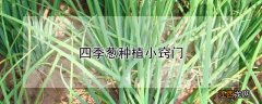 四季葱种植小窍门