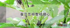 蚕豆怎样整枝摘心