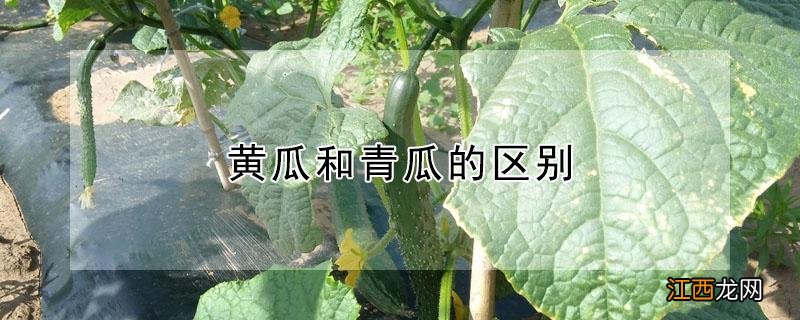 黄瓜和青瓜的区别