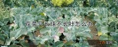 花菜只长球不长叶怎么办