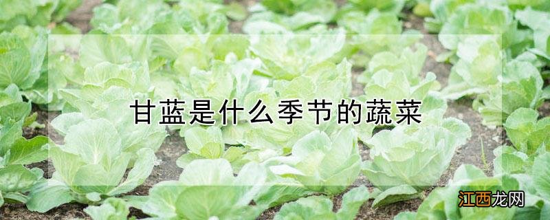 甘蓝是什么季节的蔬菜