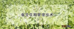 蚕豆花期管理技术