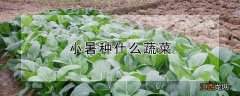 小暑种什么蔬菜