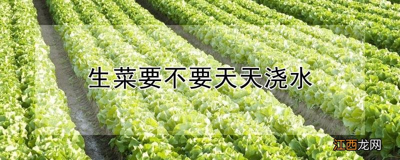 生菜要不要天天浇水