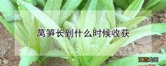 莴笋长到什么时候收获