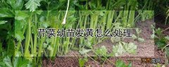 芹菜幼苗发黄怎么处理