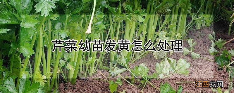 芹菜幼苗发黄怎么处理