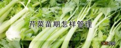 芹菜苗期怎样管理