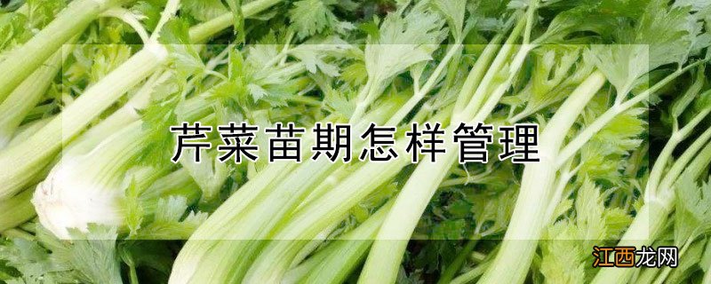 芹菜苗期怎样管理