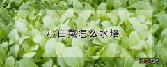 小白菜怎么水培