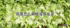 茼蒿怎么种植容易发芽