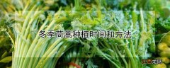 冬季茼蒿种植时间和方法