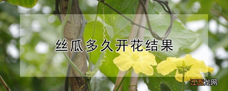 丝瓜多久开花结果