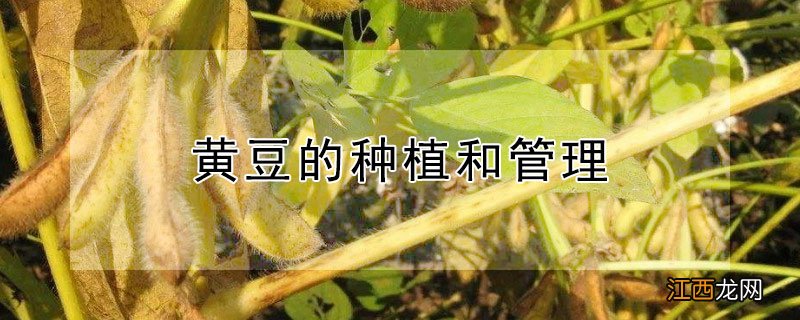 黄豆的种植和管理