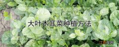 大叶木耳菜种植方法