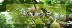 无花果怎么养