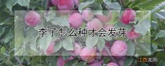 李子怎么种才会发芽