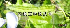 四棱豆种植技术