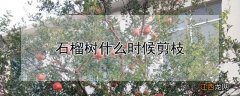 石榴树什么时候剪枝