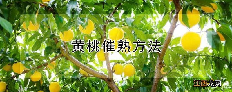 黄桃催熟方法