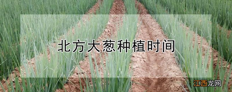 北方大葱种植时间